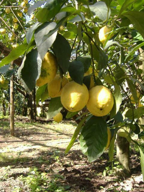 Azienda Agricola Veniero 皮雅诺迪索伦托 外观 照片