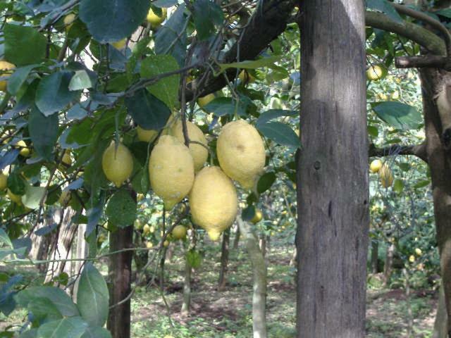 Azienda Agricola Veniero 皮雅诺迪索伦托 外观 照片